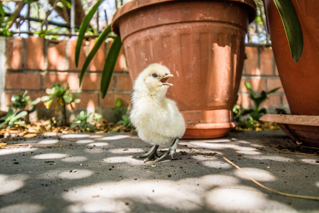 Il Gallo Con Gli Stivali Termoli Ngoại thất bức ảnh