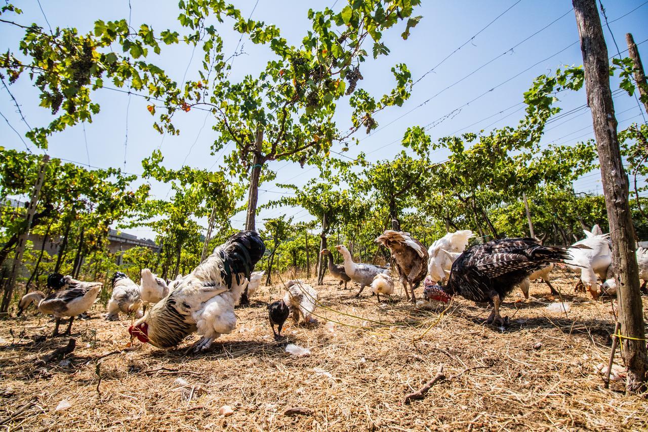 Il Gallo Con Gli Stivali Termoli Ngoại thất bức ảnh
