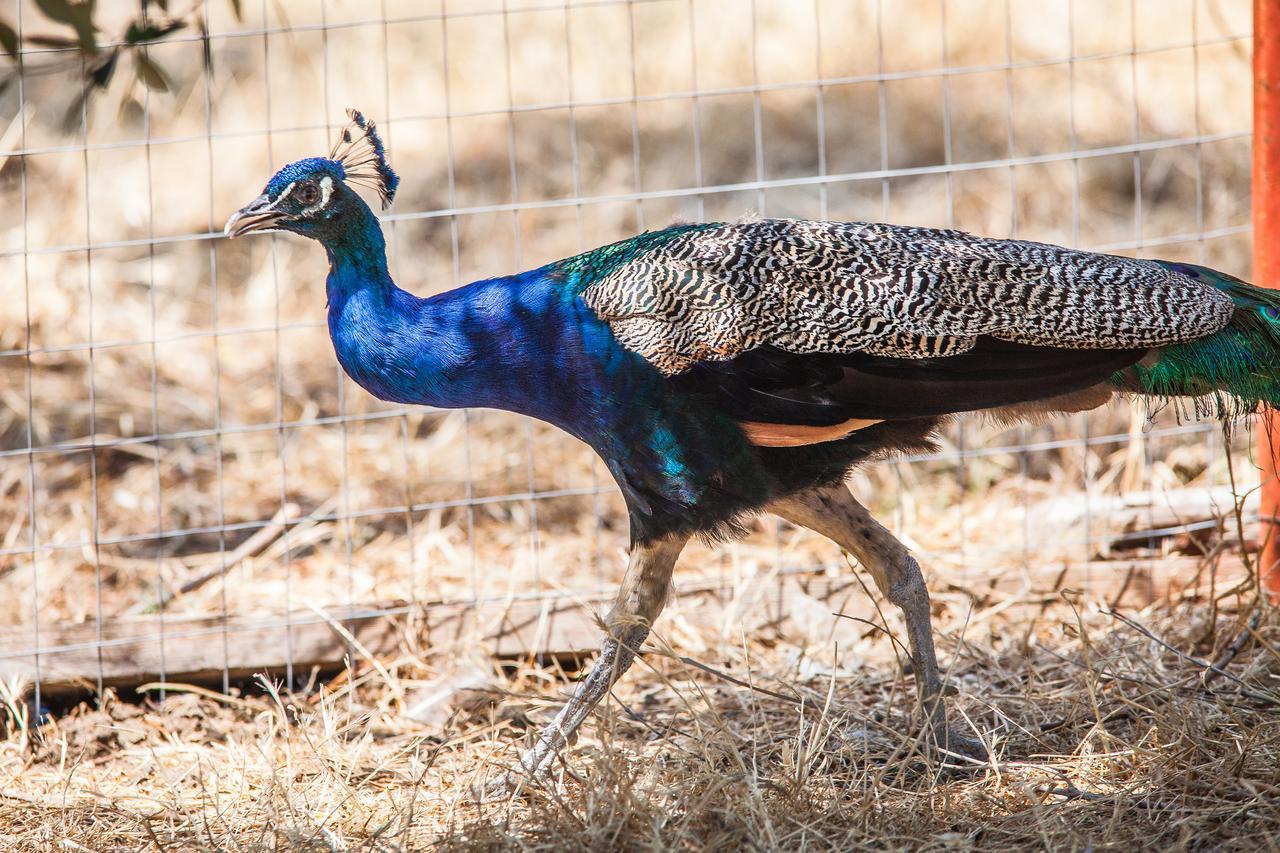 Il Gallo Con Gli Stivali Termoli Ngoại thất bức ảnh