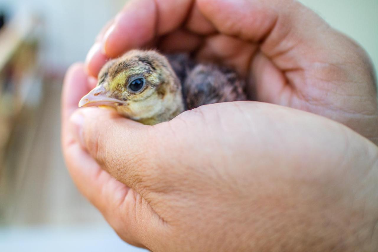 Il Gallo Con Gli Stivali Termoli Ngoại thất bức ảnh