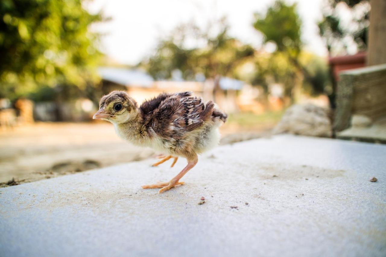 Il Gallo Con Gli Stivali Termoli Ngoại thất bức ảnh