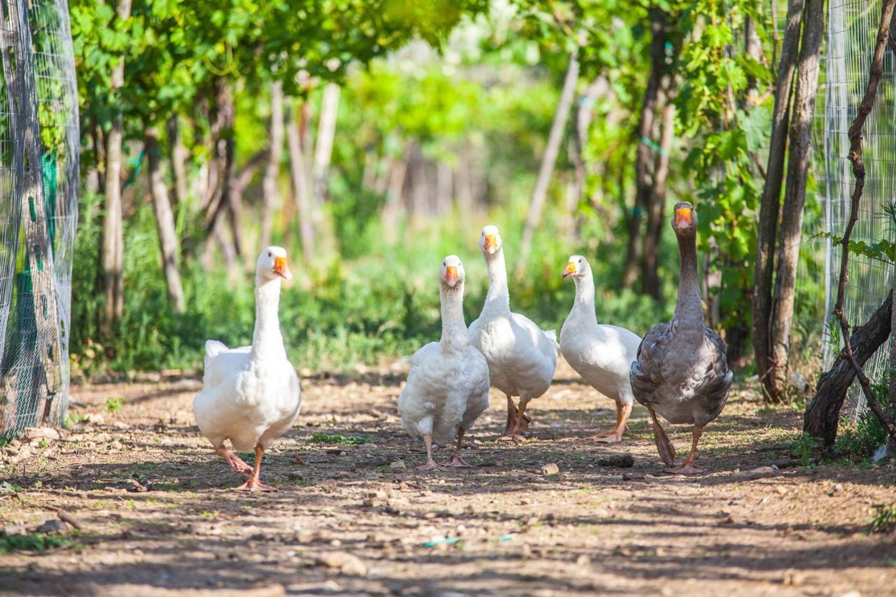 Il Gallo Con Gli Stivali Termoli Ngoại thất bức ảnh
