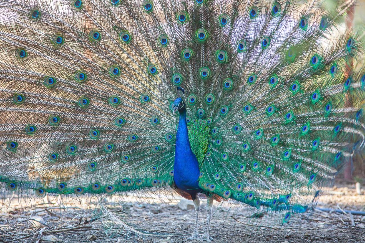 Il Gallo Con Gli Stivali Termoli Ngoại thất bức ảnh